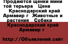 Продаются щенки мини той-терьера › Цена ­ 5 000 - Краснодарский край, Армавир г. Животные и растения » Собаки   . Краснодарский край,Армавир г.